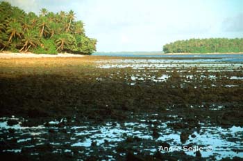 MI112 (reef at low tide)Andre Seale